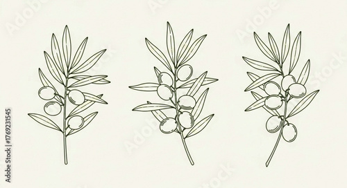 Three Olive Branches with Berries, Line Art Style, Delicate Leaves