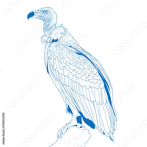 Elegant Vulture Vector Illustration Minimalist Style