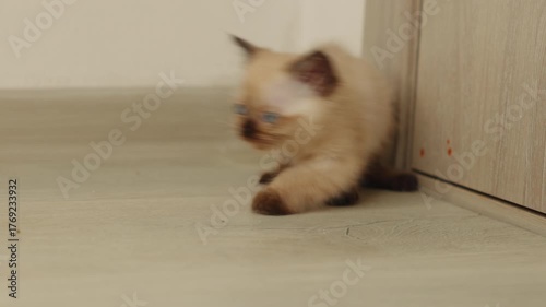 Siamese kitten scratching on the floor and grooming itself due to fleas. Cute blue-eyed cat with dark brown ears lying stretched on the floor. Concept of pet care and deworming at home.