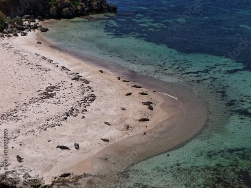 Fototapeta Naklejka Na Ścianę i Meble -  Sunbathing Seals
