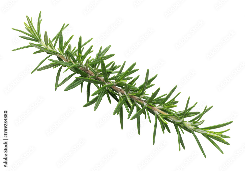 Fototapeta premium Isolated sprig of fresh green rosemary for cooking or aromatherapy use, culinary herb, fresh