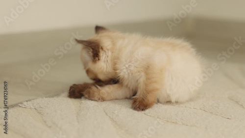 Siamese kitten scratching on the floor and grooming itself due to fleas. Cute blue-eyed cat with dark brown ears lying stretched on the floor. Concept of pet care and deworming at home.