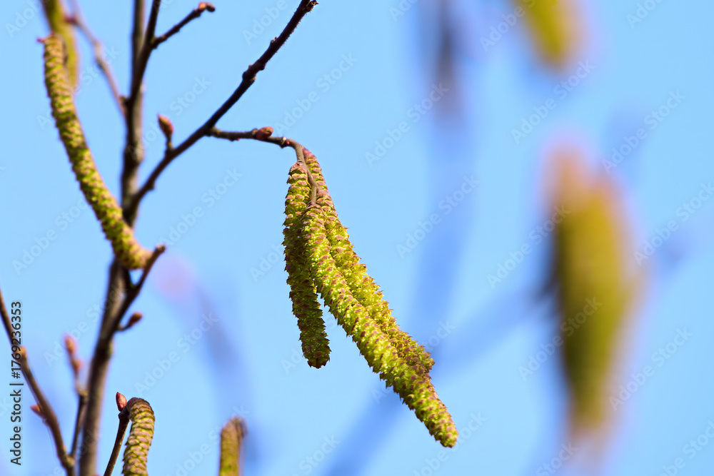 Naklejka premium Pollinating hazel catkins growing on slender twigs