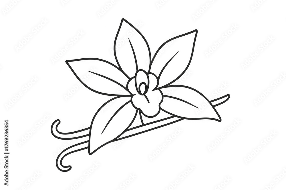 Obraz premium Vanilla orchid flower with bean outline, creating a simple drawing symbolizing natural aroma and sweet flavor, on transparent background