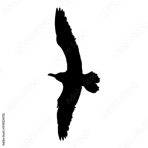 Flying Seagull Vector Silhouette Illustration