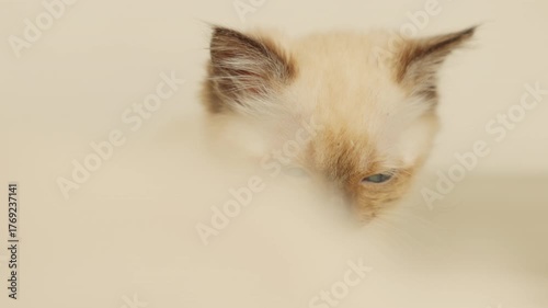 Siamese kitten scratching on the floor and grooming itself due to fleas. Cute blue-eyed cat with dark brown ears lying stretched on the floor. Concept of pet care and deworming at home.