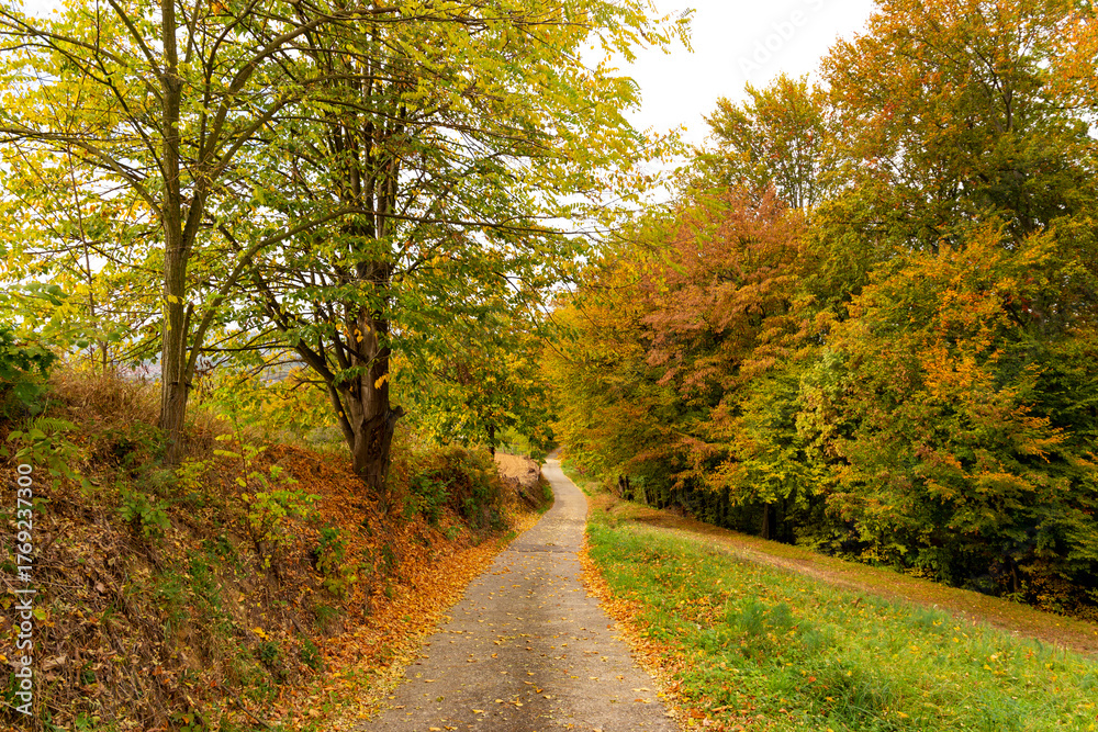 Obraz premium Country road in hilly area on an autumn day
