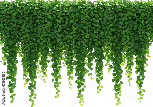 A dense wall of green ivy with cascading vines against a black background creating a natural curtain