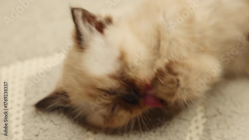 Siamese kitten scratching on the floor and grooming itself due to fleas. Cute blue-eyed cat with dark brown ears lying stretched on the floor. Concept of pet care and deworming at home.