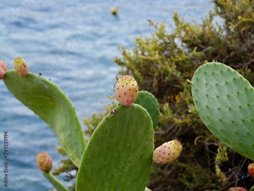 Prickly pear cactus (Opuntia ficus-indica) with ripe fruits on the rocky shore of the Mediterranean Sea, Malta. Also, the Indian fig opuntia, fig opuntia.