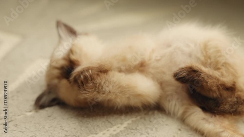 Siamese kitten scratching on the floor and grooming itself due to fleas. Cute blue-eyed cat with dark brown ears lying stretched on the floor. Concept of pet care and deworming at home.