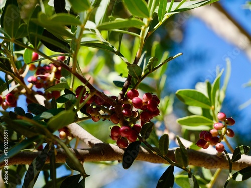 Flowering buds of the terebinth (Pistacia terebinthus), a Mediterranean turpentine tree also known as Cyprus turpentine, turpentine tree, terebinto and cornicabra. Malta
