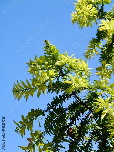 Branches of the bunya pine (Araucaria bidwillii), banya or bunya-bunya. A coniferous tree, which is endemic to Australia. Malta