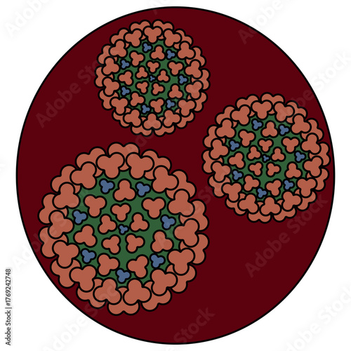 Three chikungunya viruses in a round cell. Round red, green, and blue togovirus transmitted by the bite of a female mosquito. Color vector illustration. Isolated on white background. Cartoon.