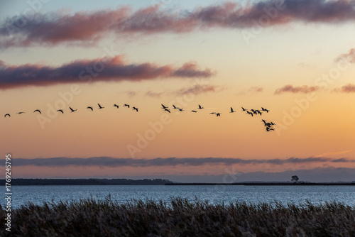 Zum Sonnenaufgag fliegende Kraniche am Bodden vor Zingst.