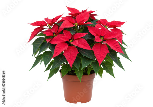 Isolated Christmas Poinsettia in Pot, Holiday Seasonal Blooming Plant, Festive Decor