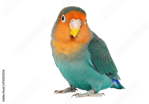Canvas Print Isolated lovebird portrait beautiful adorable bird close-up vibrant plumage affe