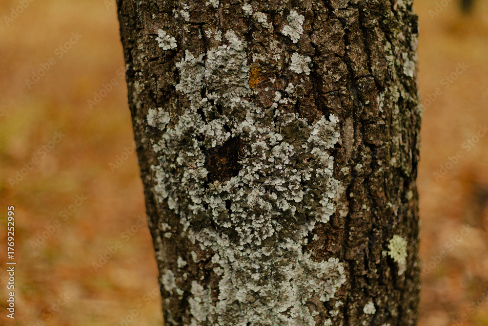 Fototapeta premium Tree trunk covered with moss and lichen in the forest