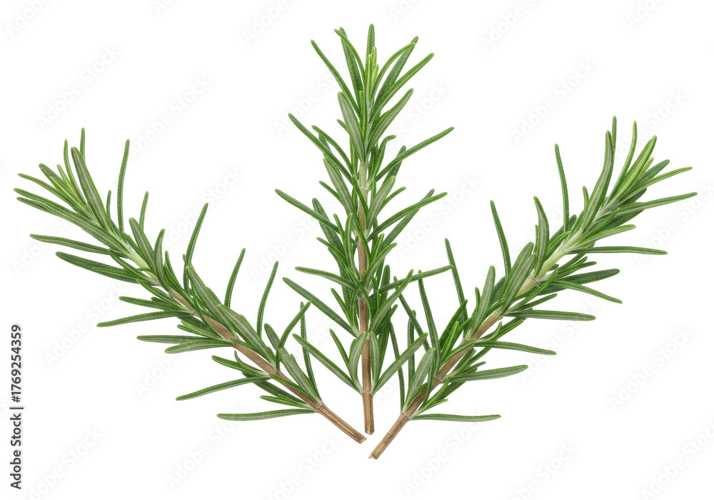 Fototapeta premium Isolated aromatic sprigs of green rosemary, fresh herbs for cooking and flavoring food