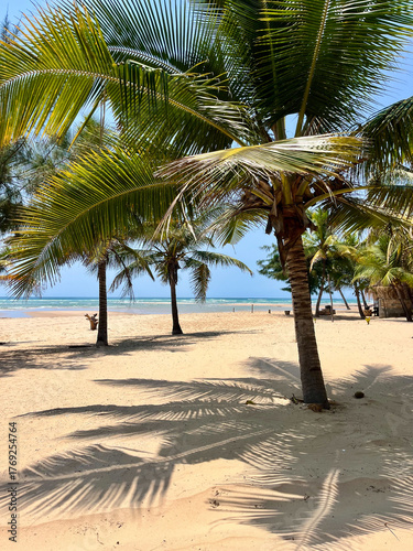 coconut palm trees on a tropical beach with white sand and blue ocean