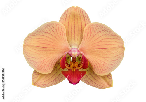 фотографія Isolated peach color orchid flower, peach orchid flower with red lips for romant