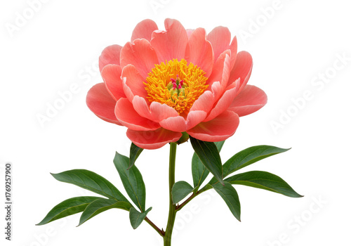 Fototapeta Naklejka Na Ścianę i Meble -  Isolated beautiful salmon-pink herbaceous peony flower with yellow center, floral blossom