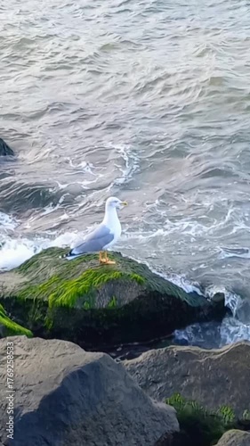 seagull on the rocks, view of sea and waves