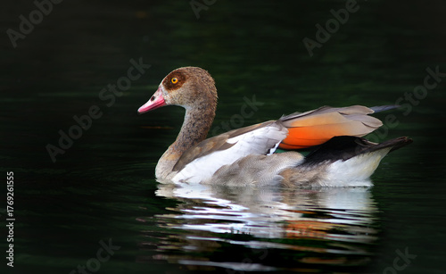 Nilgans (Alopochen aegyptiaca )