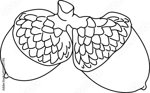 Coloring page with two acorns of red oak (Quercus rubra) on white background