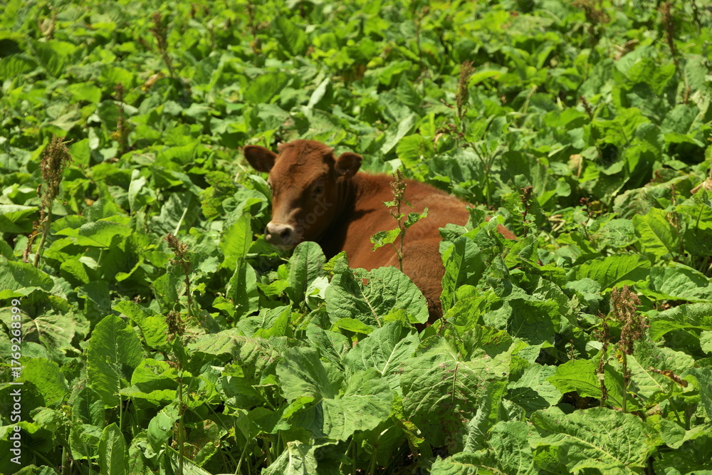 Obraz premium A brown cow lies in the green grass in a meadow with huge leaves of horse sorrel