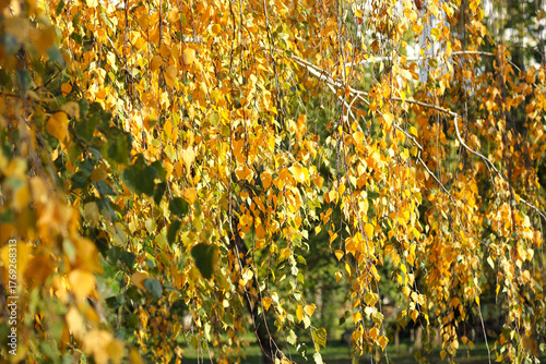 Golden birch tree leaves in the sunlight. A hanging birch branches with yellow leaves, illuminated by the sun. Autumn leaves on the sun. Sunny autumn day. Birch in the park