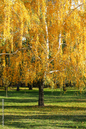 Yellow birch on a green lawn in the park. Golden birch on a green grass. Autumn birch tree. Vertical photo of tree. Autumn vivd colors