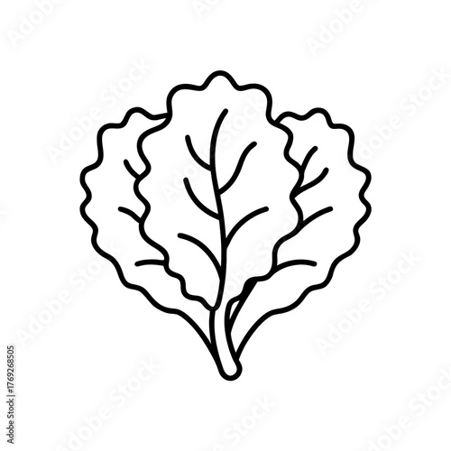 Illustration of a head of lettuce with visible veins on transparent background