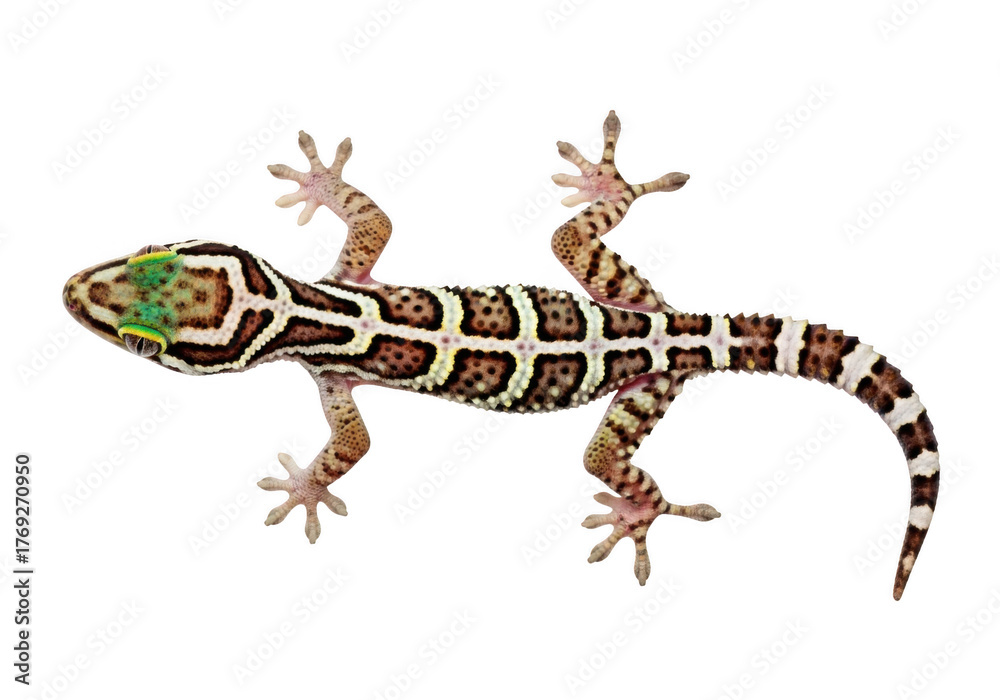 Fototapeta premium Leopard gecko with intricate patterns isolated on transparent background
