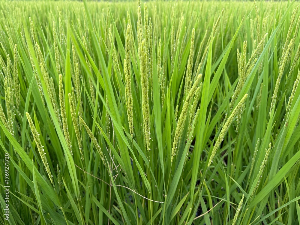 Obraz premium green rice field