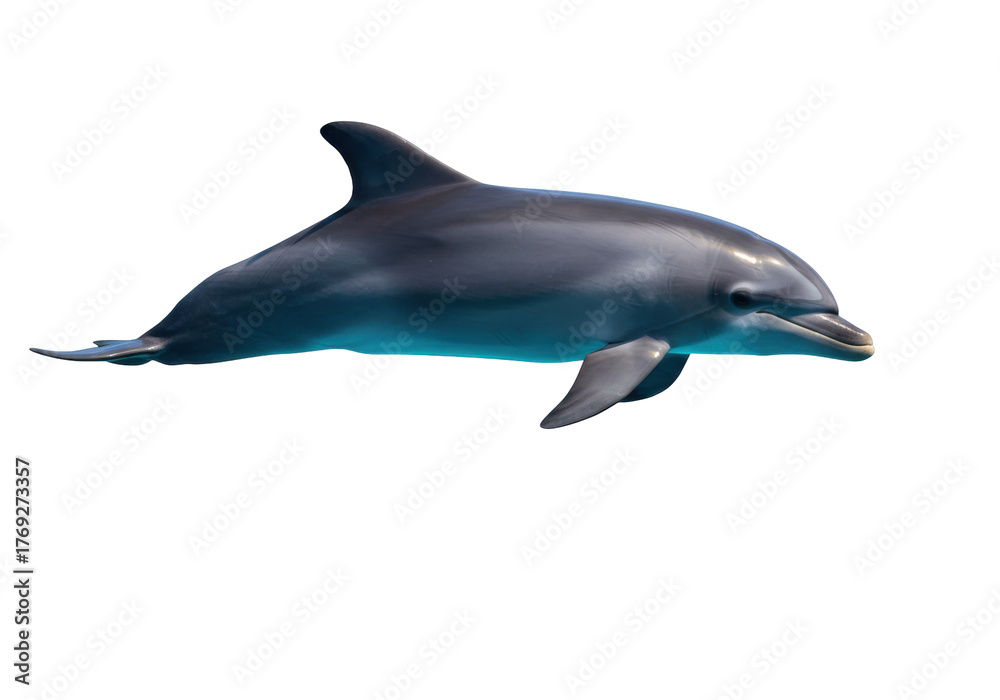 Obraz premium Isolated dolphin swimming, a marine mammal with smooth skin and a sleek body, looking forward
