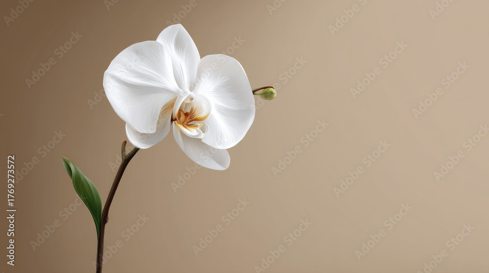 Fototapeta premium A single white orchid on a neutral beige background, minimalist and elegant