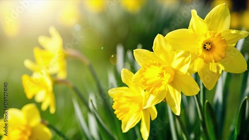 Beautiful yellow daffodil flowers blooming in spring sunshine in the garden