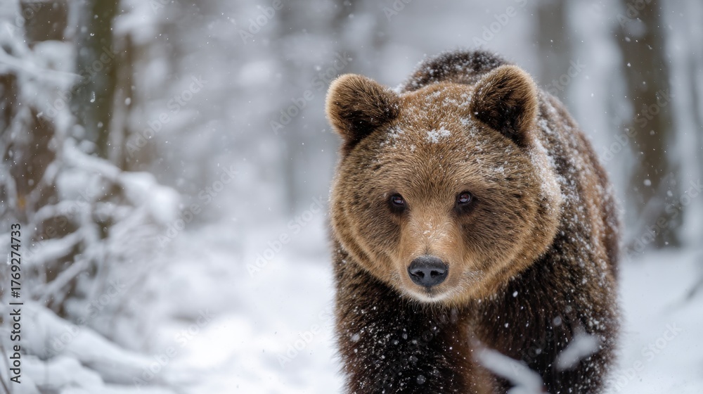 Obraz premium Brown bear close up looking at camera while walking in winter forest with falling snow around, wild animal