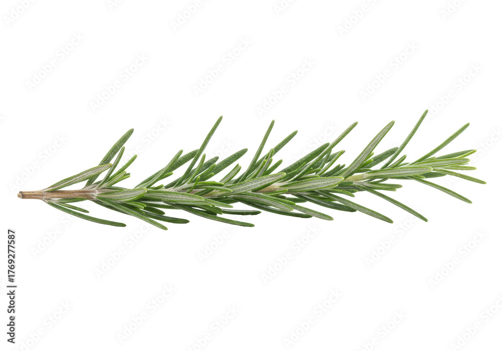 Fototapeta premium Isolated sprig of fresh rosemary, aromatic herb for cooking and flavoring dishes, healthy diet
