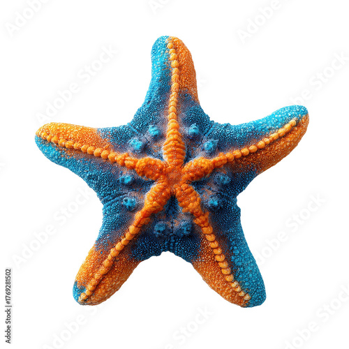 Blue and orange starfish png sea star png marine png ocean png beach png sea life png coastal png aquatic png nature png underwater png transparent background image