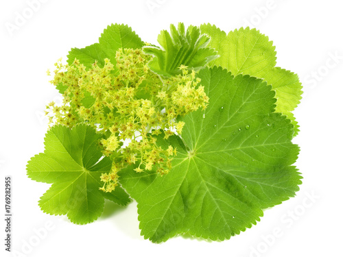 Food and Health - Ladys Mantle Leaves and Blossom on white Background