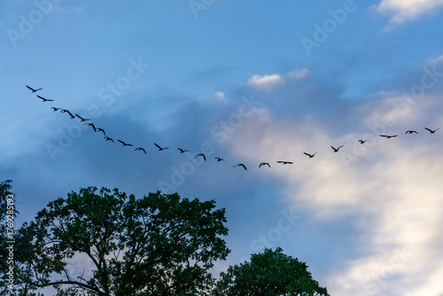 Fotografie Formation of wild geese flying above trees at sunset against a blue and cloudy s