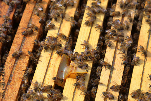 Honey Bees on Brood Frames with Varroa Mite Treatment Strip in Apiary