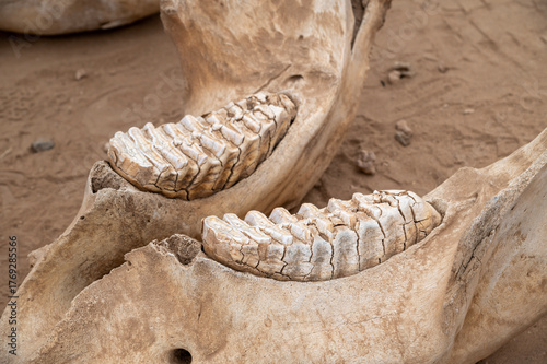jaw bones and teeth of elephant