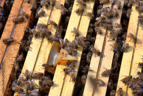 Honey Bees on Brood Frames with Varroa Mite Treatment Strip in Apiary