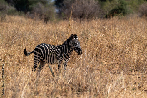 Canvas Print closeup shot of a zebra in the high grass