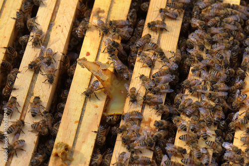 Honey Bees on Brood Frames with Varroa Mite Treatment Strip in Apiary