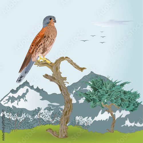 Kestrel on the trunk of an old tree in a mountain landscape watercolor vector illustration editable hand drawn