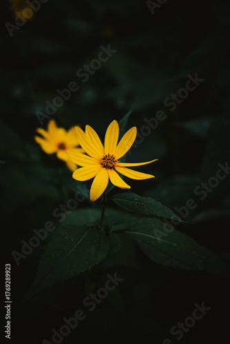 yellow flower on black background